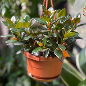 Goldfish plant ‘Black Gold’ 4” hanging pot