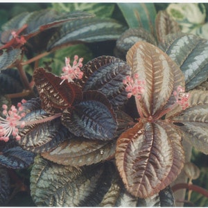 Pan-American Friendship Plant, also called Love Plant Pilea Norfolk image 6