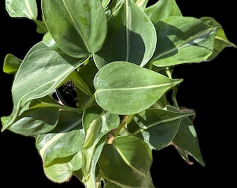 Philodendron White Stripe (four inch pot, ships potted)