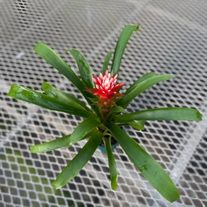 Tufted Air Plant Guzmania monostachia Durahop in full bloom 2/20/2024 image 8