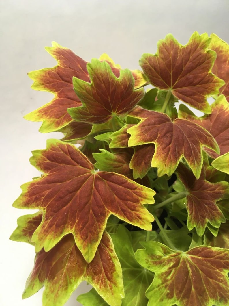 May include: A close-up of a plant with large, variegated leaves. The leaves are a mix of green and red, with a prominent veining pattern. The plant is in a pot, but the pot is not visible in the image.