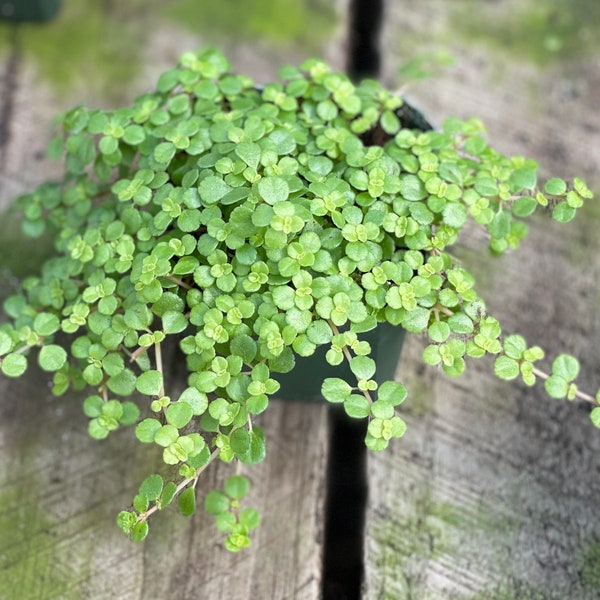 Pilea Tiny Tears, also called Giant Baby’s Tears, Shiny Creeping Charlie (Pilea depressa)