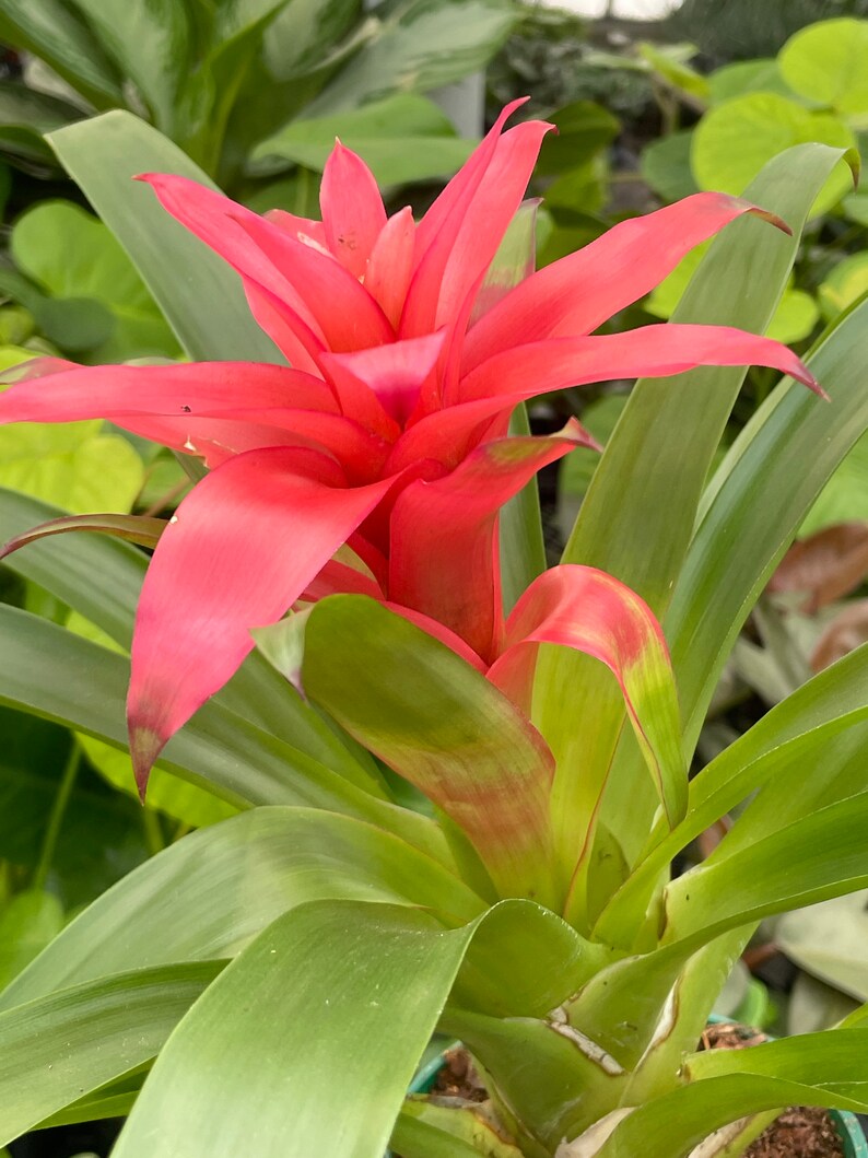 Guzmania lingulata Droophead Tufted Air Plant in full bloom 2/20/2024 image 3