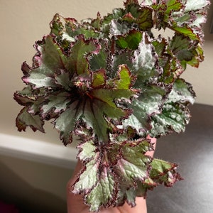 Rex Begonia ‘Curly Peppermint’