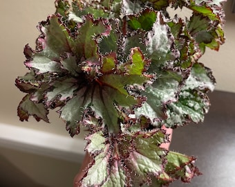 Rex Begonia ‘Curly Peppermint’