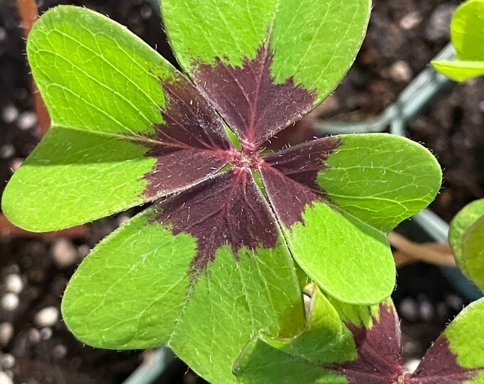 Lucky Shamrock, Also Known as Iron Cross Shamrock Etsy