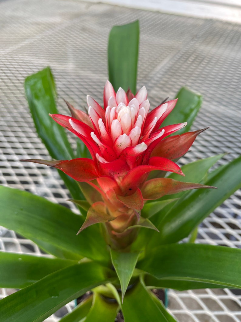 Tufted Air Plant Guzmania monostachia Durahop in full bloom 2/20/2024 image 3