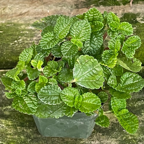 Creeping Charlie (pilea Nummulariifolia, Potted Plant, Ships Potted,  Available in Two Sizes) - Etsy