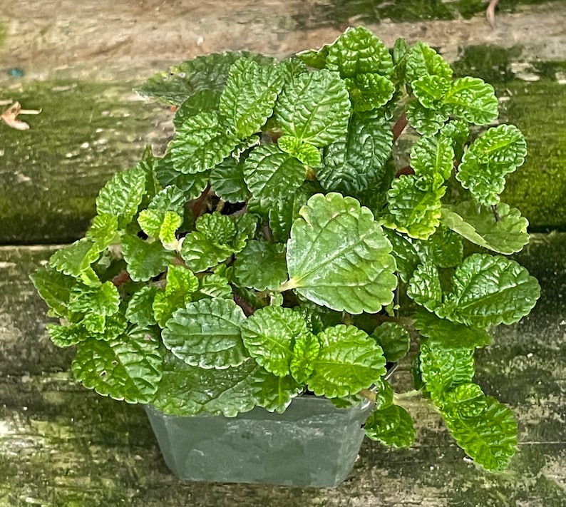 Creeping Charlie (Pilea nummulariifolia, potted plant, ships potted, available in two sizes) Bild 1