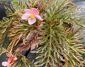 Begonia bipinnatifida RARO