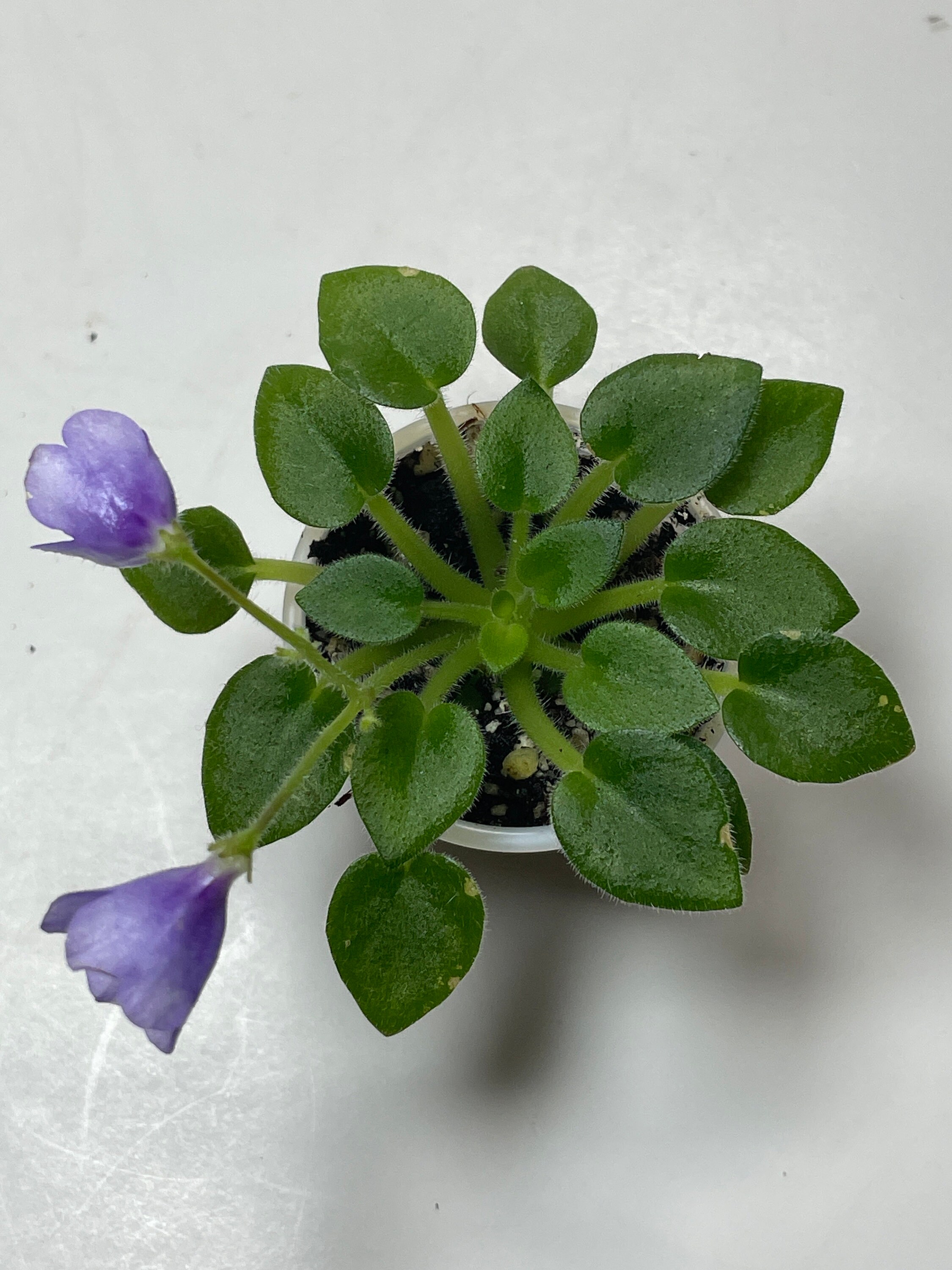Micro Mini African Violet SK- Peizazh V Tumane (landscape in the