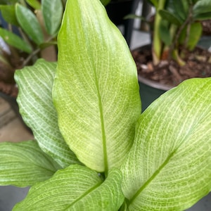 Peace Lily (Spathiphyllum)  ‘Platinum Mist’