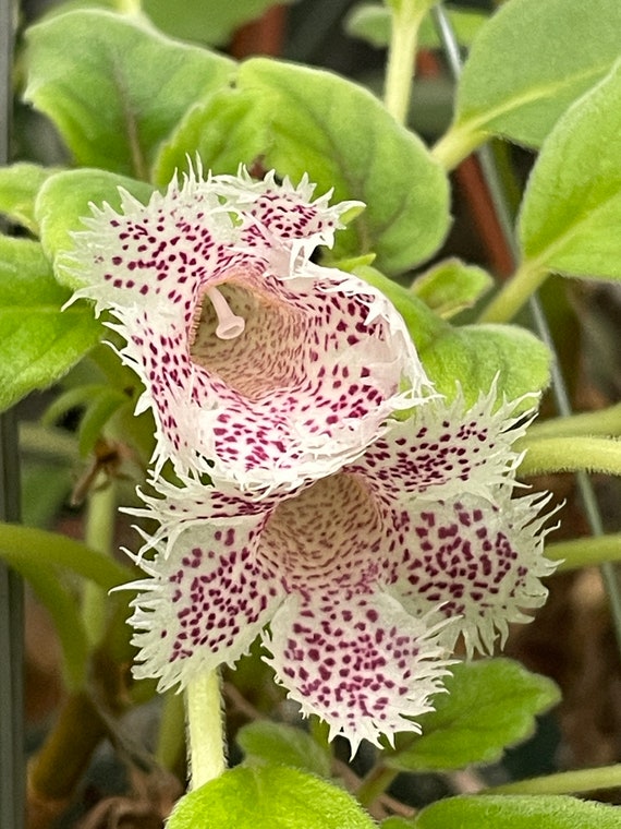 Alsobia Cygnet, Also Known as White Lace Flower (episcia