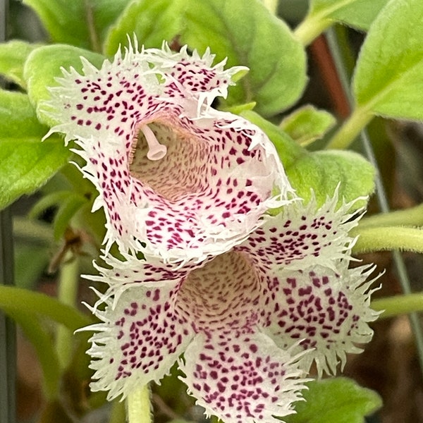 Alsobia Cygnet, also known as Lace Flower (Episcia dianthiflora)