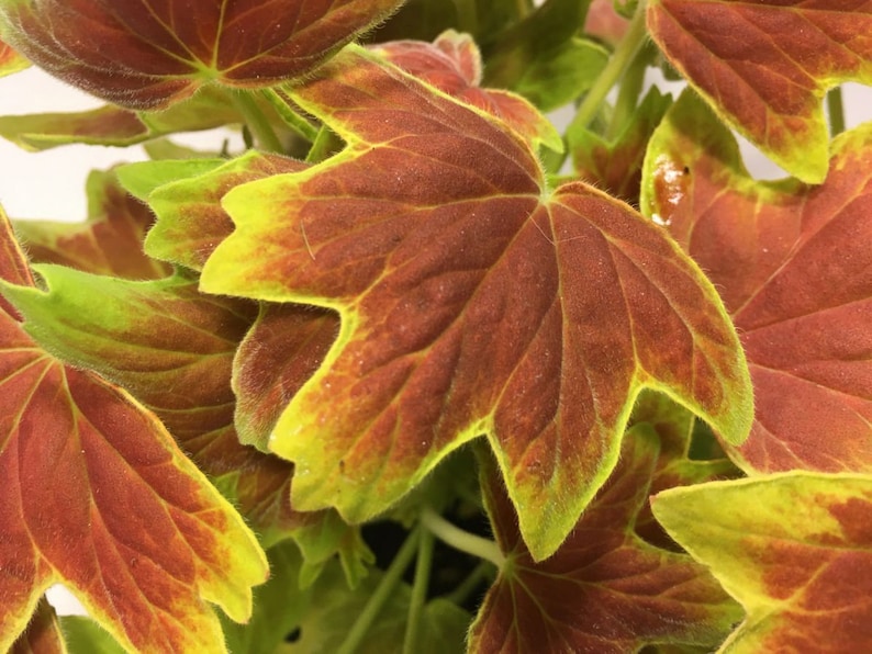 May include: Close-up of a plant with variegated leaves. The leaves are a mix of green, yellow, and red.