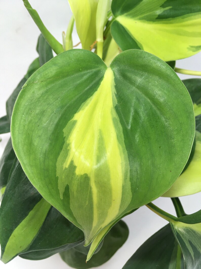 Philodendron Brasil image 0