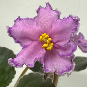 May include: A single African violet flower with five ruffled petals in a light pink hue, featuring a distinct dark purple edge and a bright yellow center composed of prominent stamens. The flower is surrounded by dark green, fuzzy leaves.