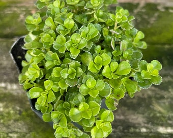 Giant Baby’s Tears, also called Shiny Creeping Charlie (Pilea depressa)