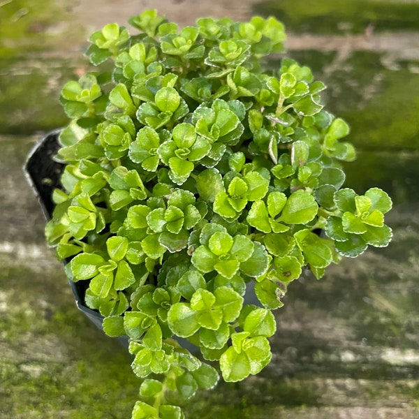 Giant Baby’s Tears, also called Shiny Creeping Charlie (Pilea depressa)