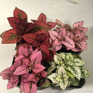 Polka Dot Plant Collection
