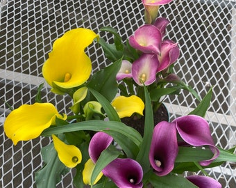 Calla Lily (potted plant) in full bloom 3/22/2024!