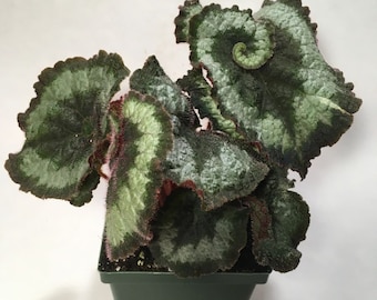 Ram’s Head Begonia (Begonia Escargot) live plant, ships potted