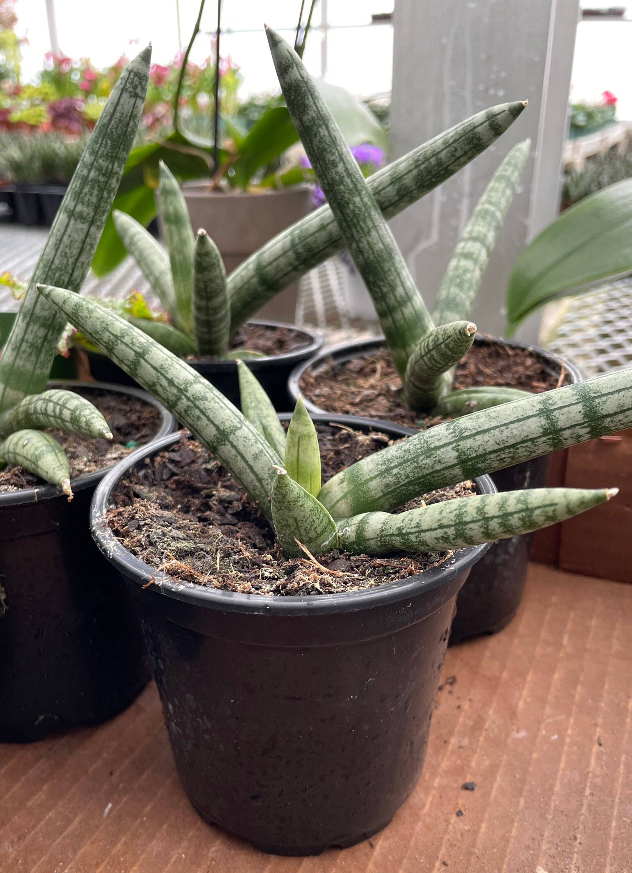 Starfish Miniature Snake Plant Etsy