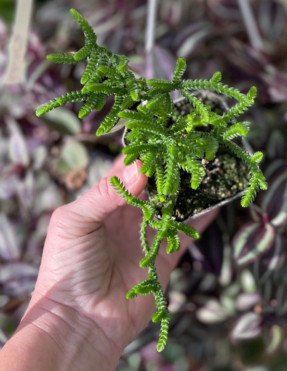 scindapsus exotica variegata Scindapsus pictus 'Exotica', 4  Angie's Planties