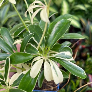 Variegated Dwarf Schefflera (Schefflera Moondrop)