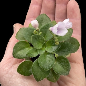 Micro Mini African Violet Kitten’s Meow