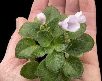 Micro Mini African Violet Kitten’s Meow