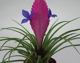 Hawaiian Pink Quill (Tillandsia cyanea) In bud and bloom 8/4/2023