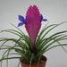 see more listings in the Air Plants/Tillandsia section