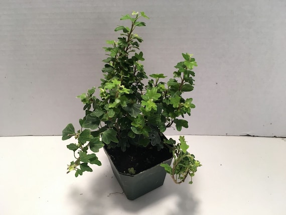 Duckfoot English Ivy (potted plant, ships potted, available in two sizes)