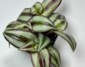 Variegated Wandering Dude, also called Inch Plant