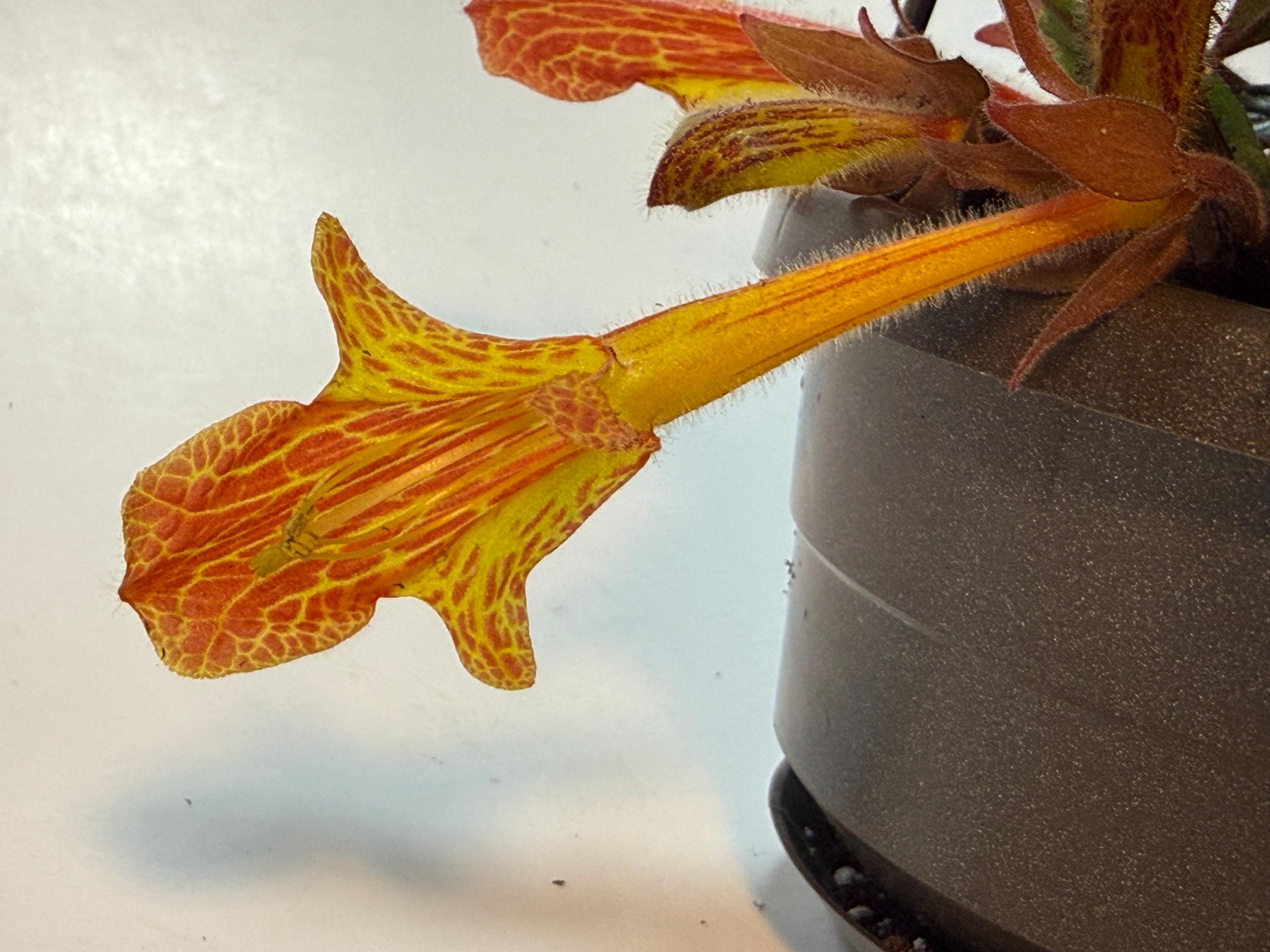 Columnea Lava Flow - in Bloom 4/4/26, a Live Plant in a 4” Hanging