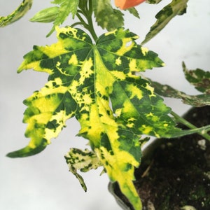 Spotted Flowering Maple, also called Painted Abutilon image 2