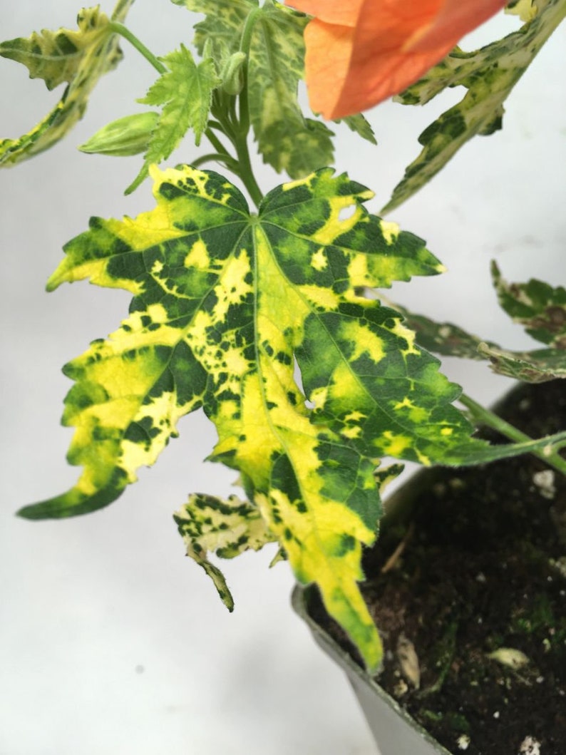 Spotted Flowering Maple, also called Painted Abutilon image 2