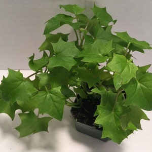 German Ivy