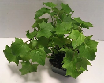 Hiedra alemana (Senecio mikanioides, planta en maceta, se envía en maceta, disponible en dos tamaños)