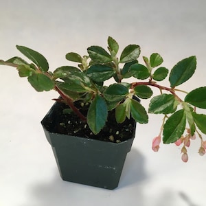 Begonia fuchsiodes