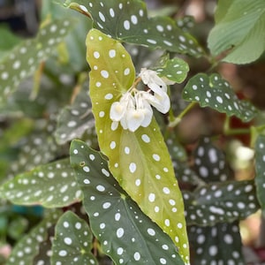 Begonia maculata