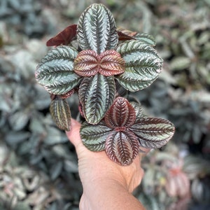 Pan-American Friendship Plant, also called Love Plant Pilea Norfolk image 3