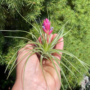 Tillandsia stricta soft leaf air plant in bud 2/11 afbeelding 2