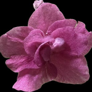 African Violet Sunrise Tide
