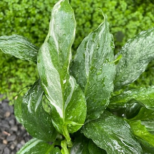 May include: Close-up of a lush green plant with variegated leaves. The leaves are a deep green color with white and cream-colored marbling. Water droplets are visible on the leaves, adding a fresh, vibrant look. The plant is a houseplant.