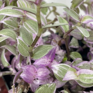 May include: A close-up of a houseplant with green and white striped leaves and purple undersides. The plant has long, trailing stems.