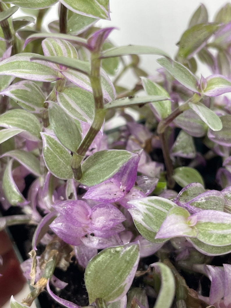 May include: A close-up of a houseplant with green and white striped leaves and purple undersides. The plant has long, trailing stems.