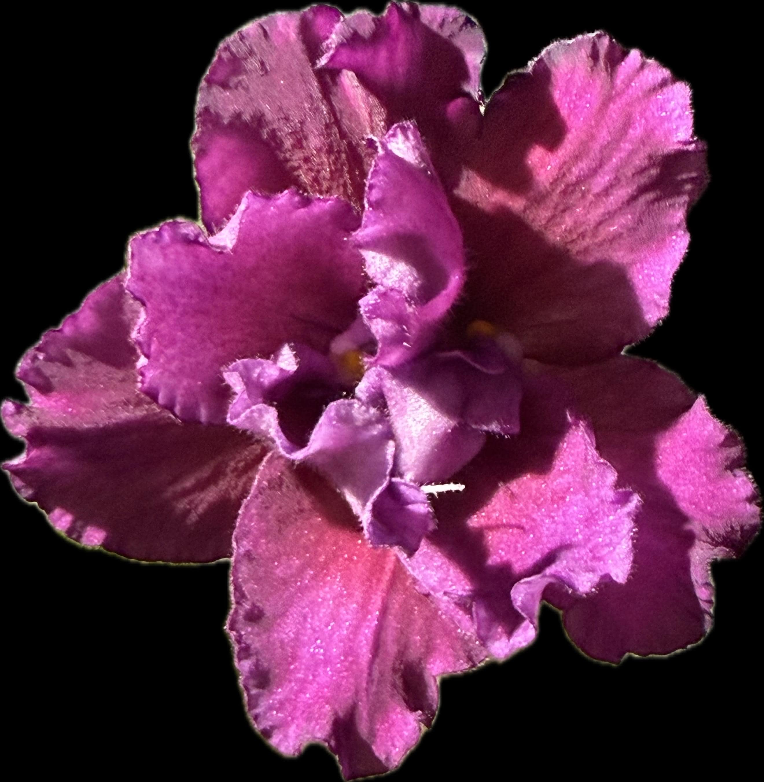 African Violet Spice Island - Potted Plant, Ships Potted - Etsy
