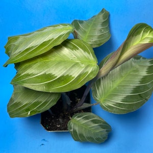 Silver Band Prayer Plant (Maranta Silver Band)